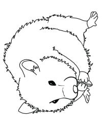 hamster Coloring Page | 1001coloring.com