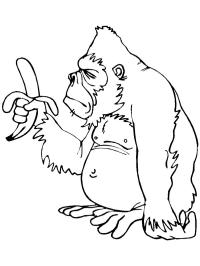 monkey with banana coloring page  1001coloring