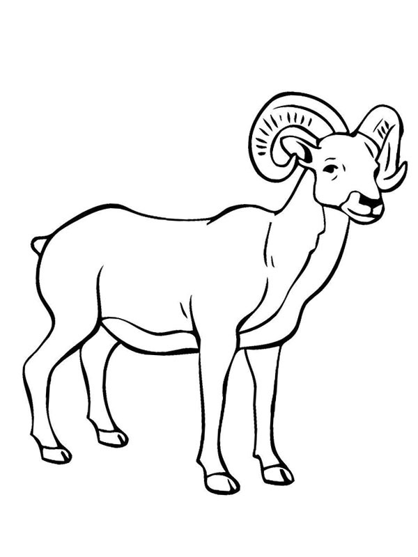 Mountain Goat Coloring Page 1001coloring Com