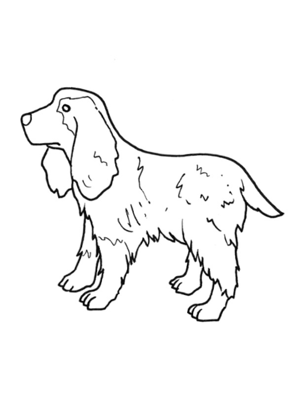 coloring page English Cocker Spaniel coloring page English Cocker Spaniel