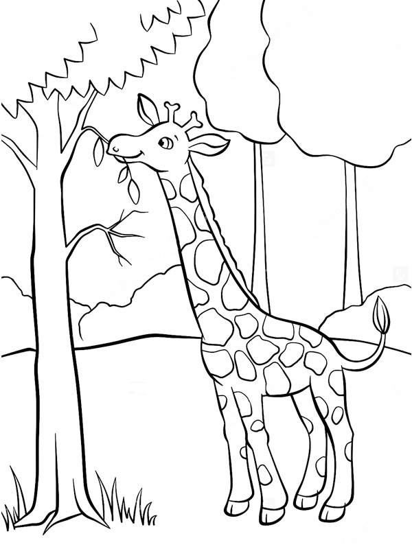 coloring page giraffe eats on tree coloring page giraffe eats on tree