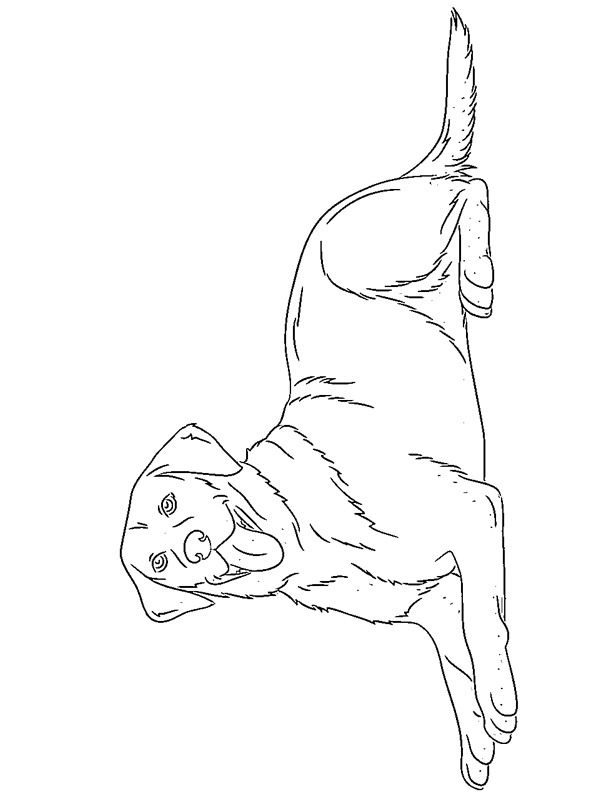 labrador retriever coloring page 1001coloringcom