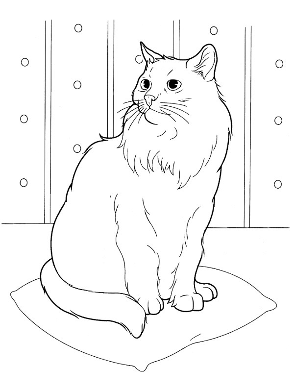Download Siberian cat color page | 1001coloring.com