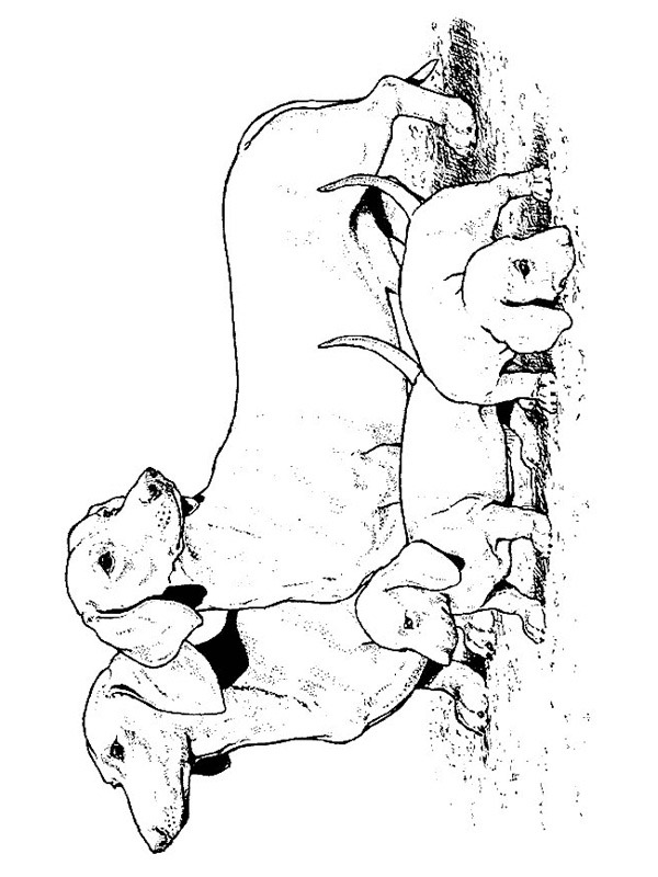 Dachshunds Coloring Page | 1001coloring.com